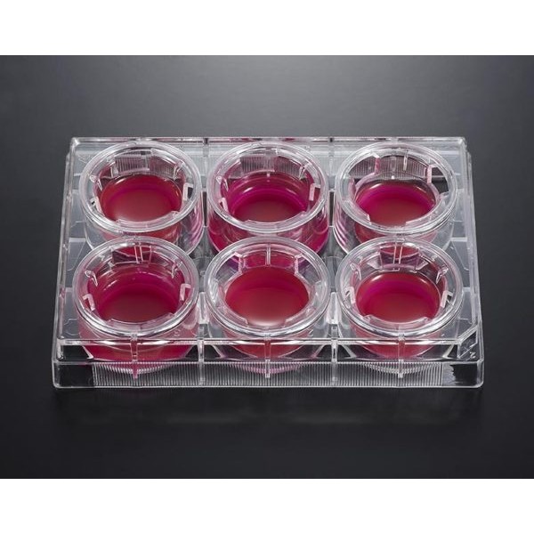 24 well Cell and Tissue...