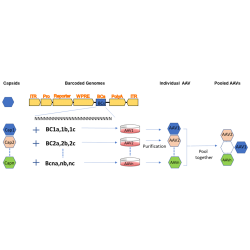 AAV Capsid Barcode...
