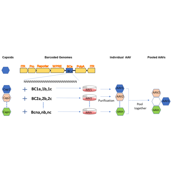 AAV Capsid Barcode...