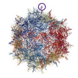 AAV6 Capsid Libraries