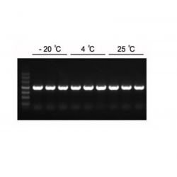 2× Hieff™ PCR Master Mix...