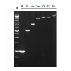 Hieff Canace™ Veritas Long...