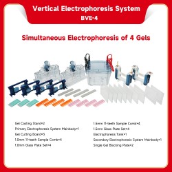 Vertical Electrophoresis...