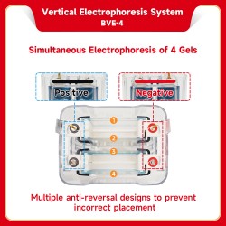 Vertical Electrophoresis...