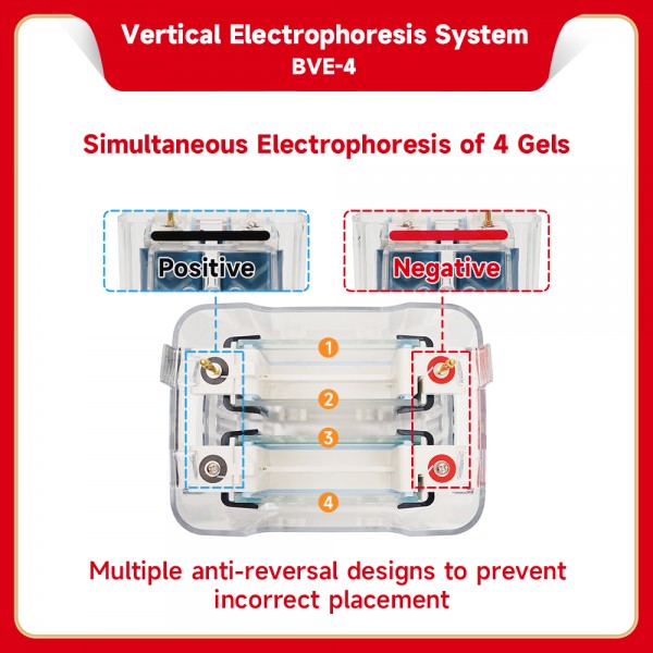 Vertical Electrophoresis...