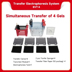 Transfer Electrophoresis...