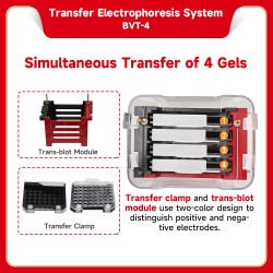 Transfer Electrophoresis...