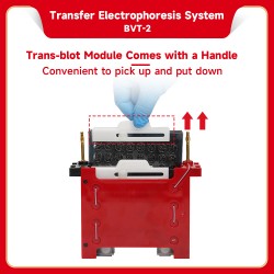 Transfer Electrophoresis...