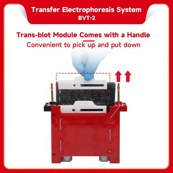 Transfer Electrophoresis...